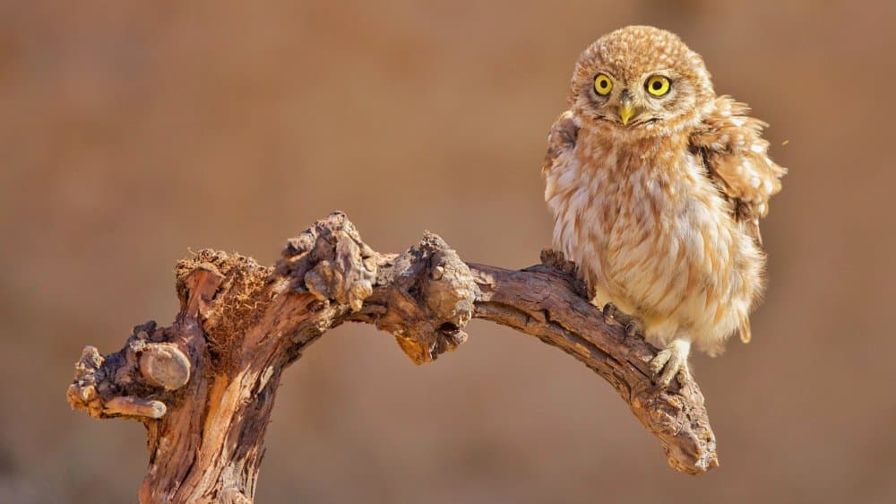 Curious Little Owl by David Manusevich — canvas wall art