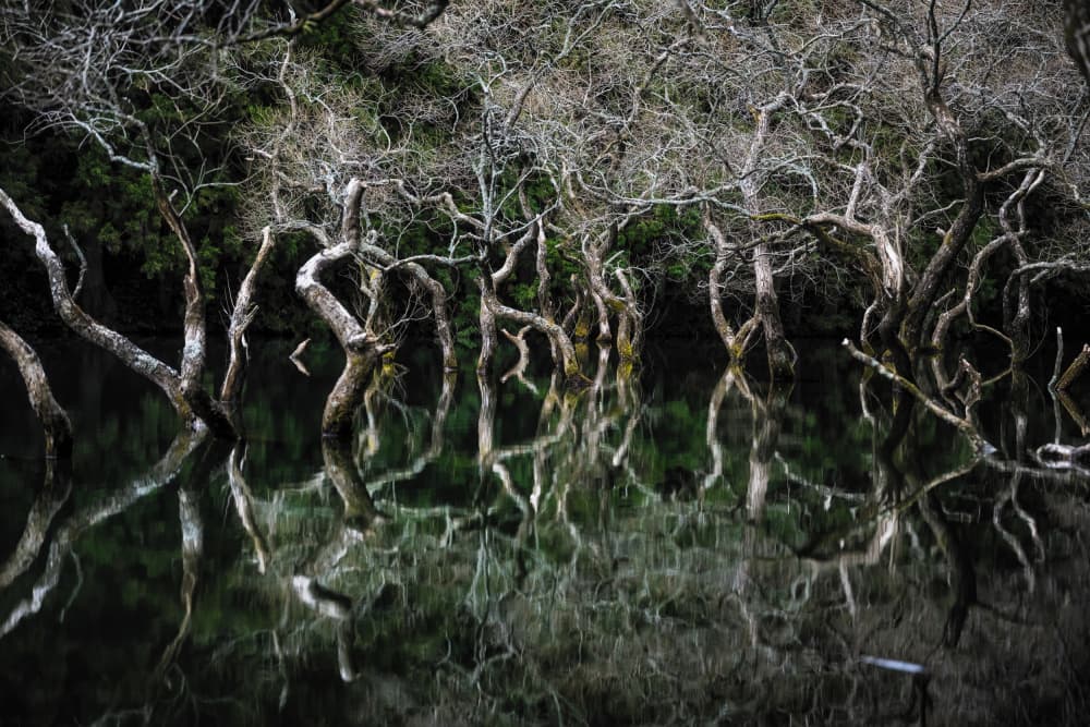 Still Forest Reflections by Naka — canvas wall art