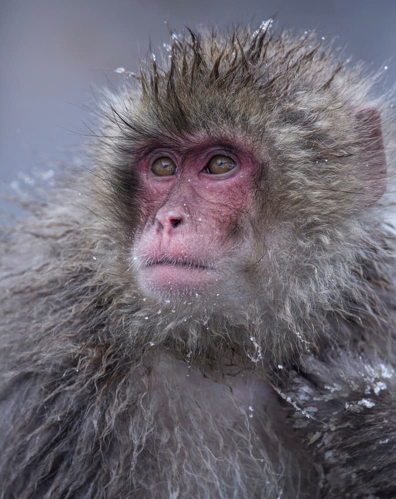Contemplative Snow Monkey by Ozan AKTAS — canvas wall art