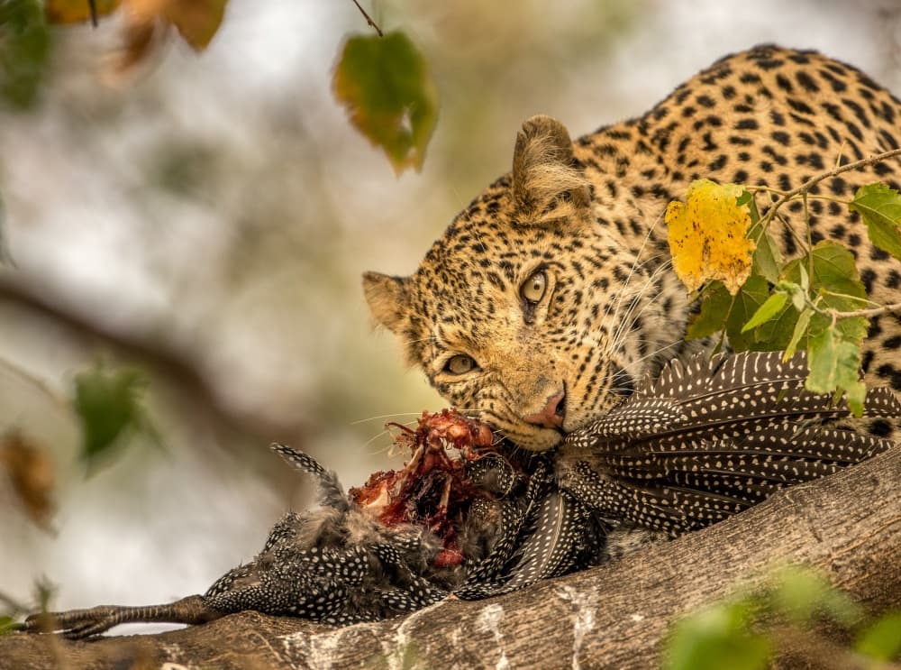Leopard's Wild Feast by Jaco Marx — canvas wall art