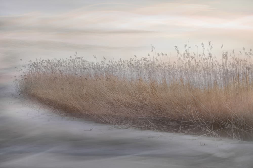 Ethereal Marsh Reeds