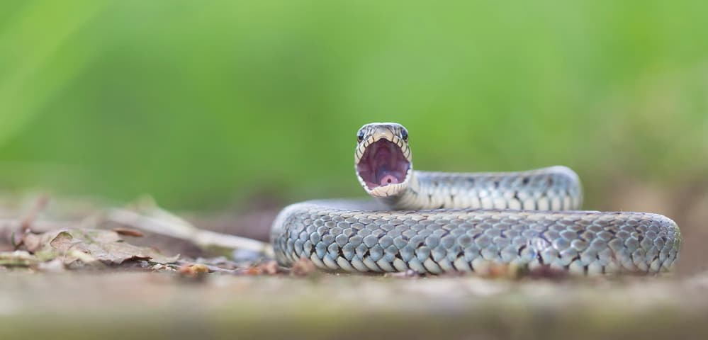 Fierce Snake Display by Daan de Vos — canvas wall art
