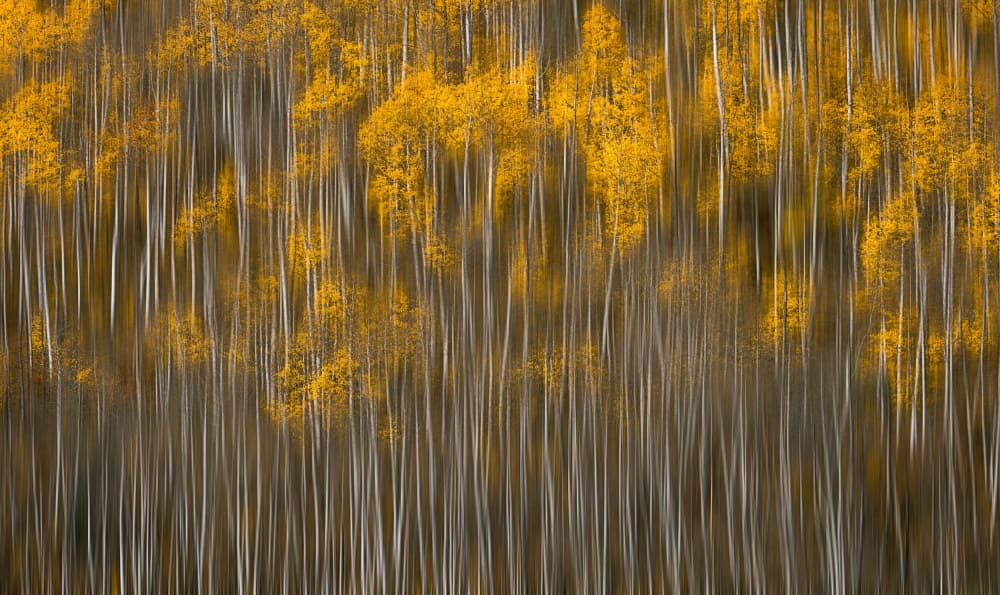 Golden Aspen Forest by Lydia Jacobs — canvas wall art