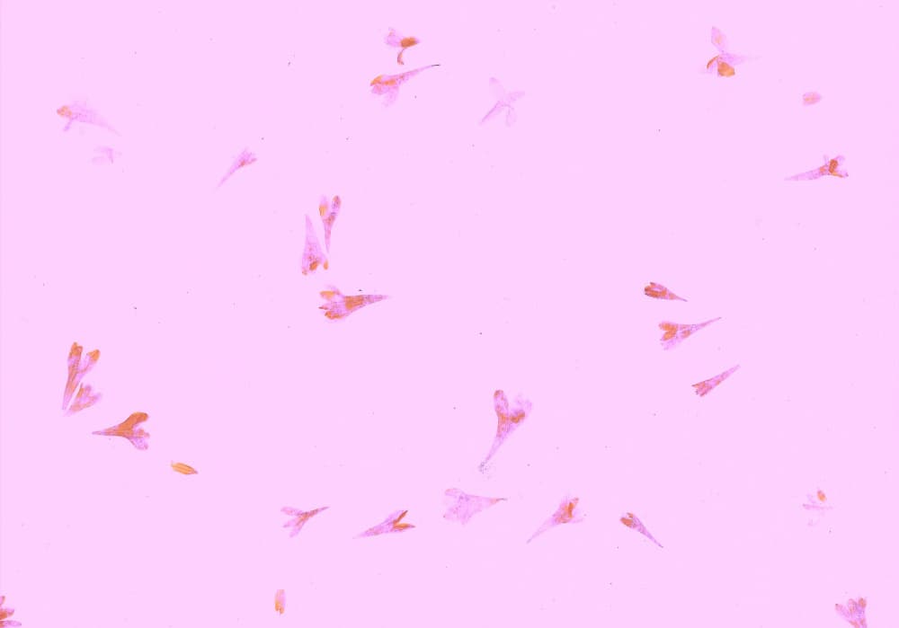 Delicate Pink Petals by Santhosh ch — canvas wall art