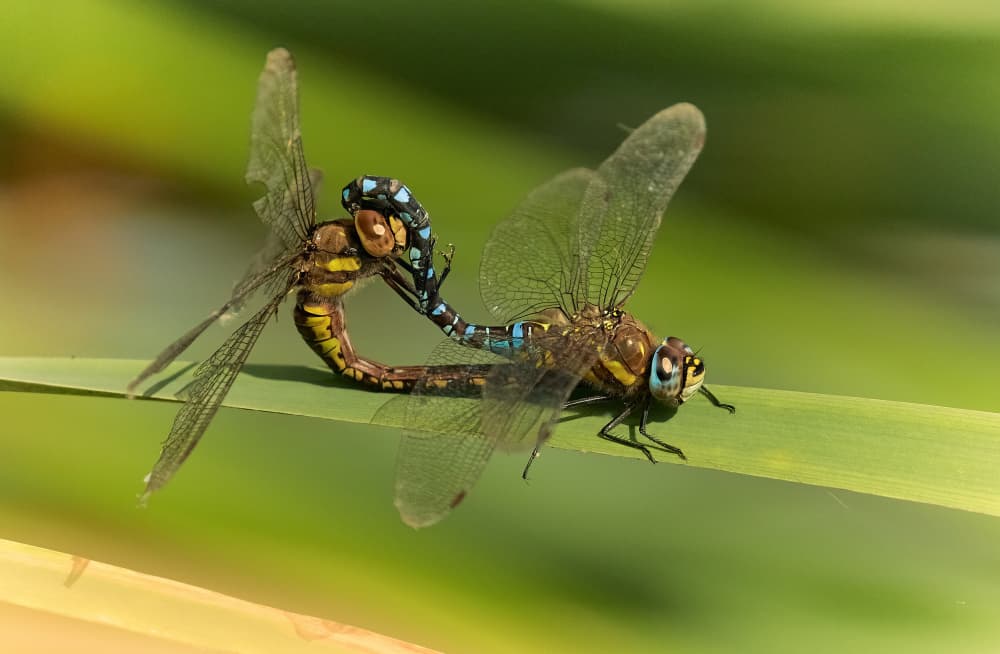 Mating Dragonflies by Stuart Williams — canvas wall art