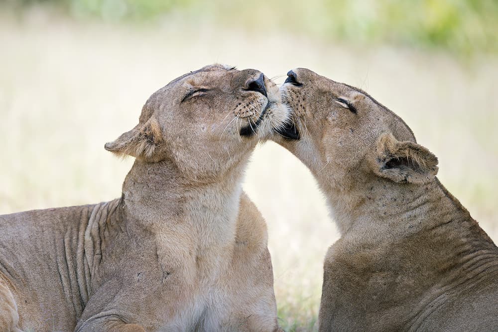 Gentle Lioness Affection by Marco Pozzi — canvas wall art
