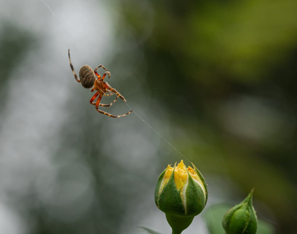 Garden Spider and Bud by Molly Fu APA — canvas wall art