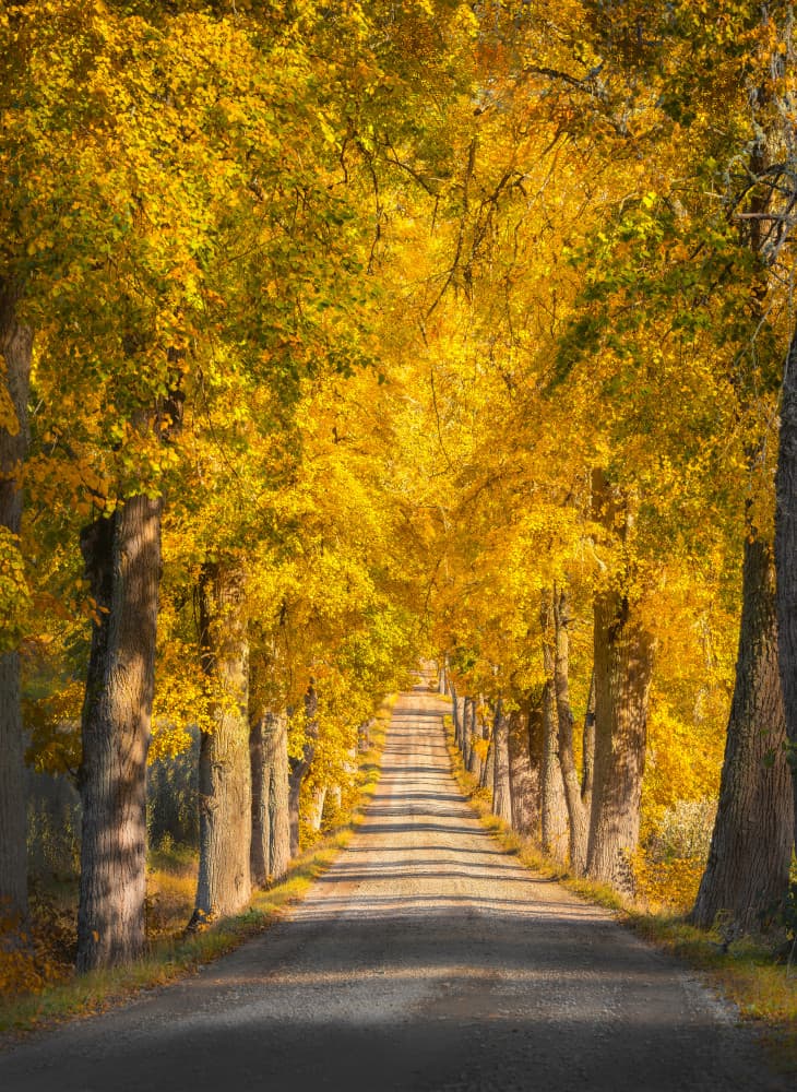 Golden Autumn Road by Christian Lindsten — canvas wall art
