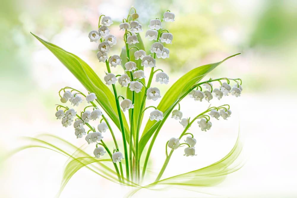 Fresh Lily of the Valley by Jacky Parker — canvas wall art