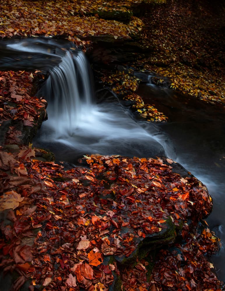 Autumn Forest Waterfall by Yanny Liu — canvas wall art