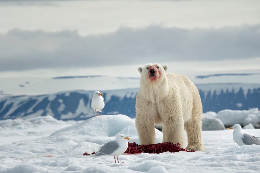 Arctic Bear And Gulls by Susanne Landolt — canvas wall art