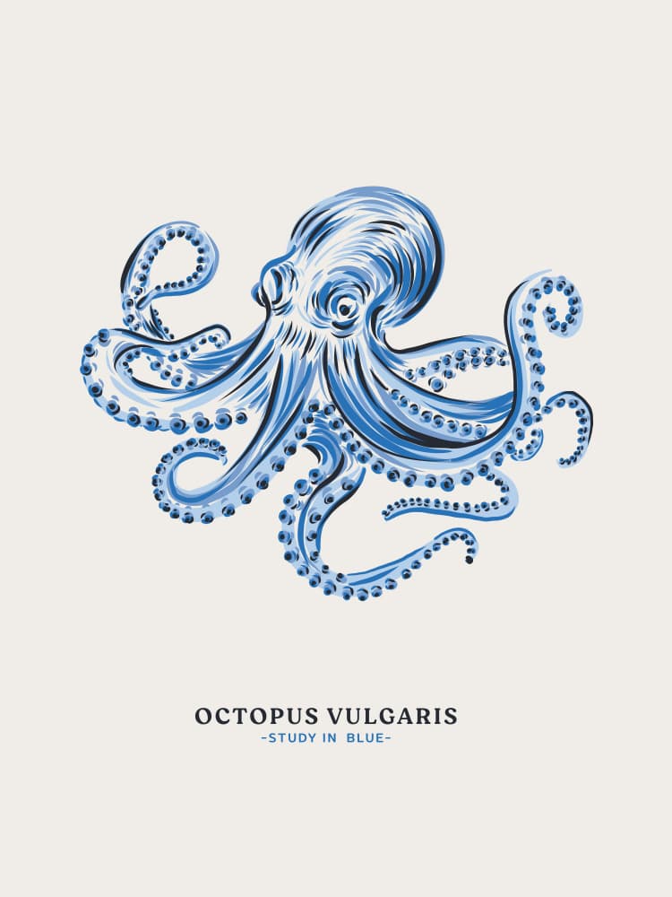 Octopus Study In Blue by Alexandra Weise — canvas wall art