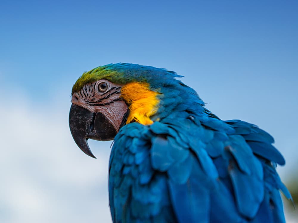 Vibrant Blue Macaw by Leif Løndal — canvas wall art