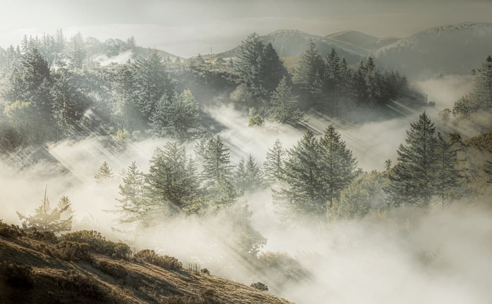 Misty Forest Sun Rays by Jamie Z. Chan — canvas wall art