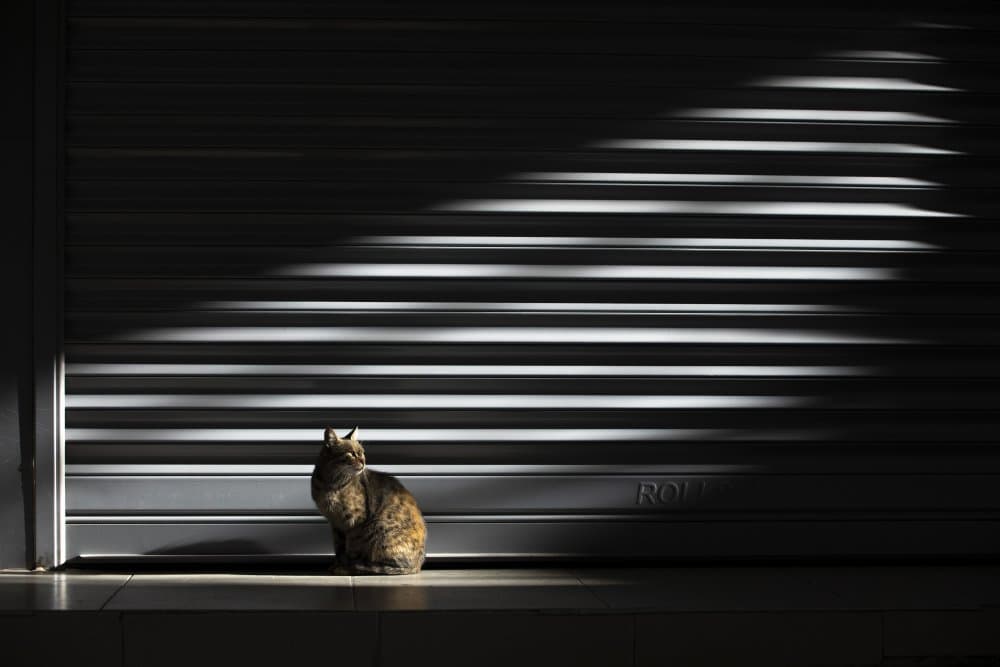Cat in Striped Shadows by Nazim Tetik — canvas wall art