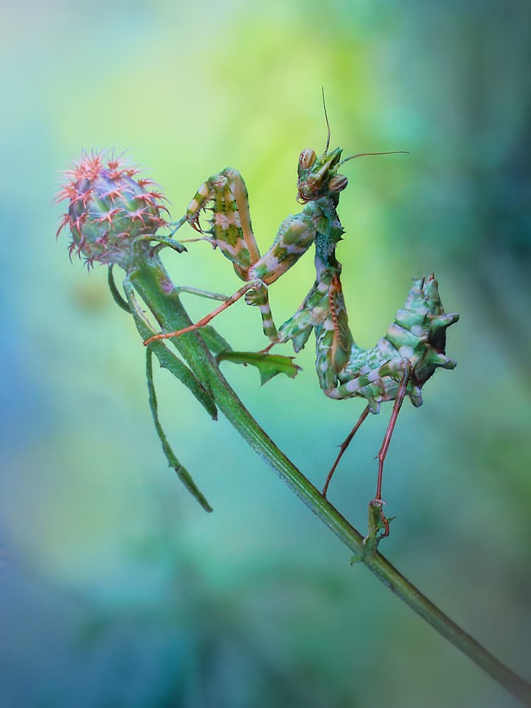 Green Mantis On Thistle by Jimmy Hoffman — canvas wall art