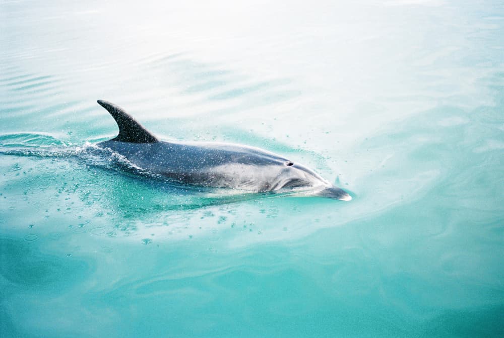 Dolphin N.Z. Northern by Raisa Zwart — canvas wall art
