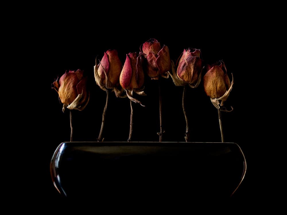 Moody Dried Roses by Jeffrey Hummel — canvas wall art