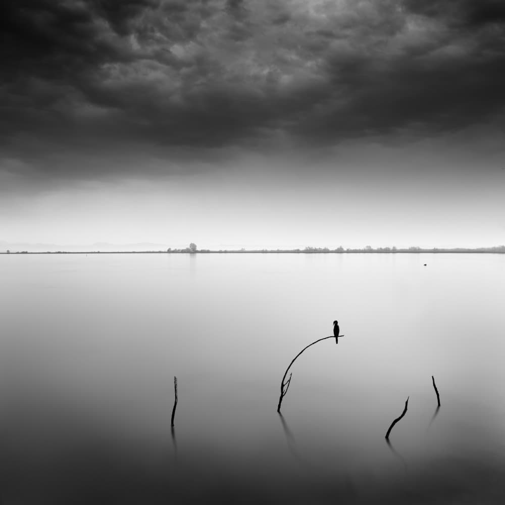 Lone Bird Still Water by George Digalakis — canvas wall art