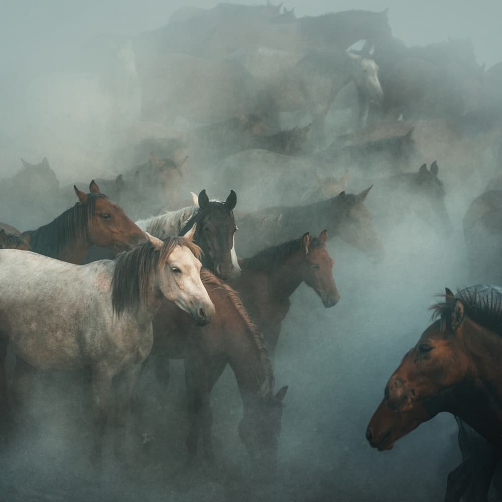 Wild Horses In Dust by Hüseyin Taşkın — canvas wall art