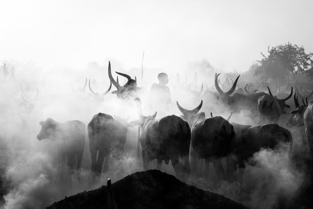 Hazy Cattle Herding by Svetlin Yosifov — canvas wall art