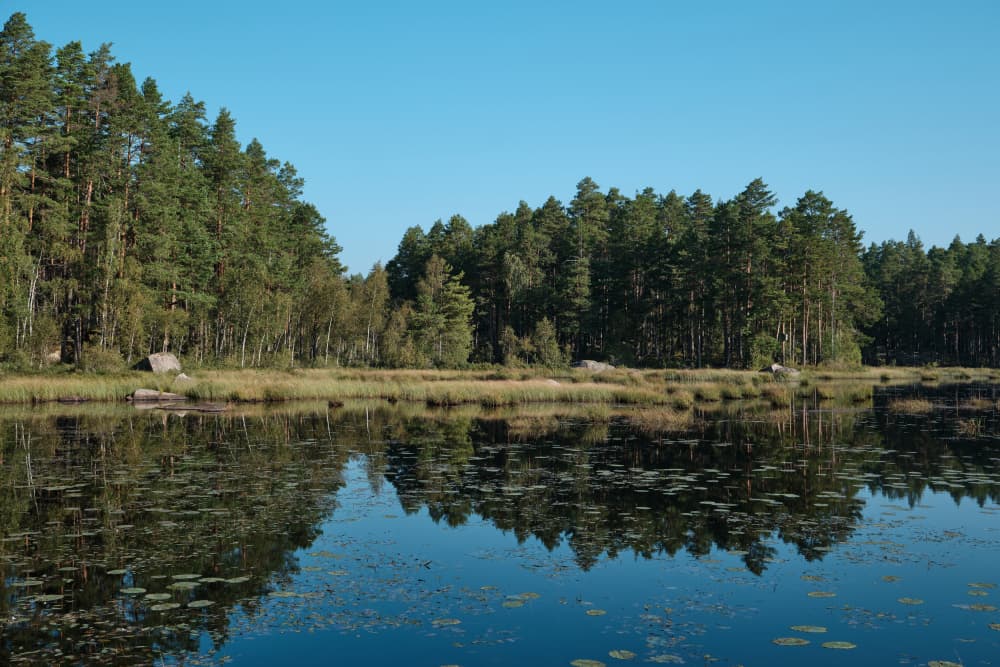 Forest Lake Reflections by Geertjan Plooijer — canvas wall art