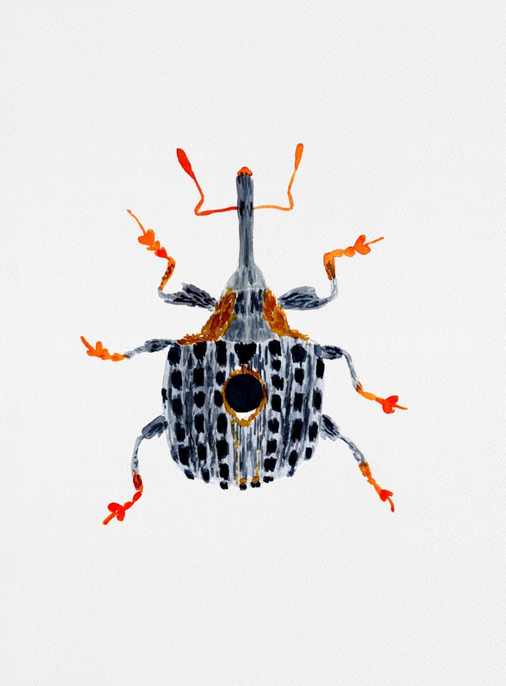 Orange Weevil Illustration by Kata Botanical — canvas wall art