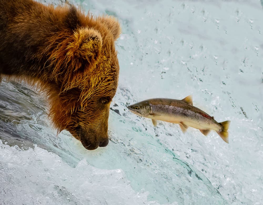 Wild Bear Fishing Salmon by Liwen Tao — canvas wall art