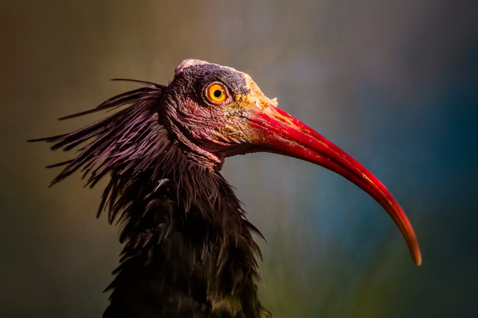 Red Beak Ibis by fegari — canvas wall art