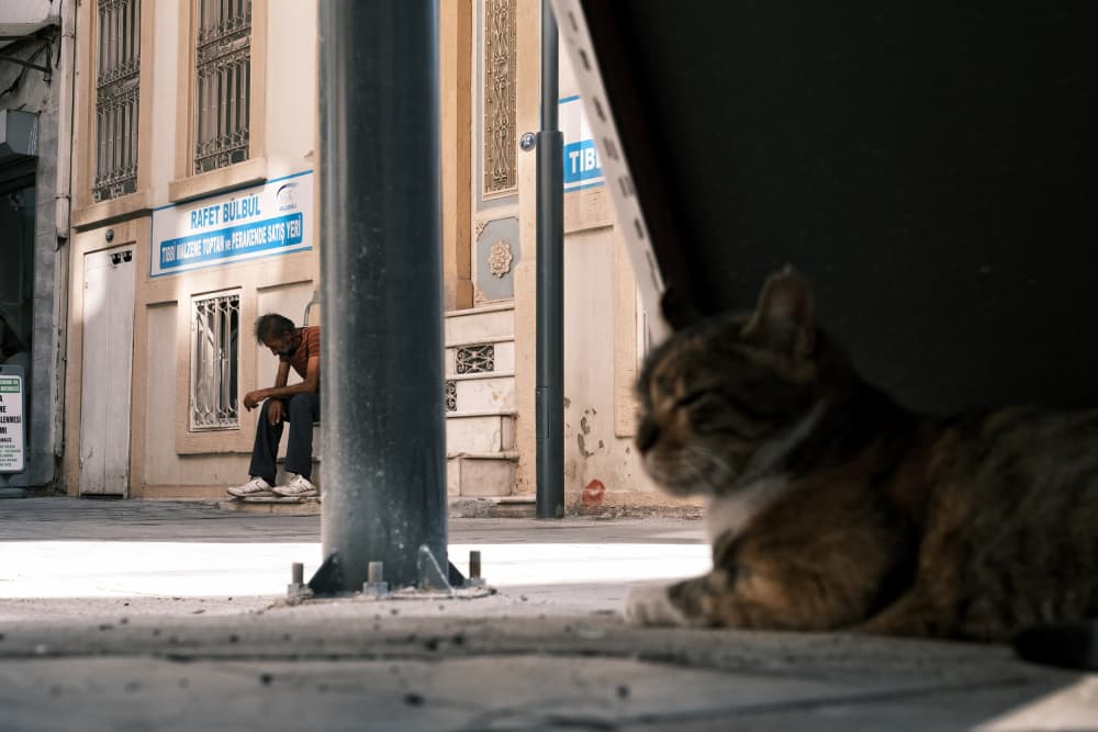 Street Cat's View by Ali Ayer — canvas wall art