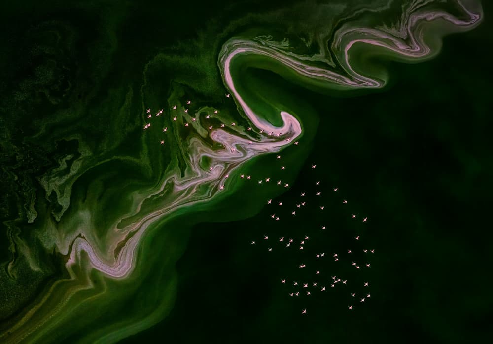 Abstract Water Flying Birds by Richard Li — canvas wall art