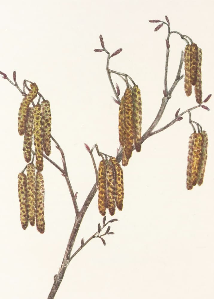 Hazel Alder (alnus Regosa) From North American Wildflowers (1925) By Mary Vaux Walcott. by Mary Vaux Walcott — canvas wall art