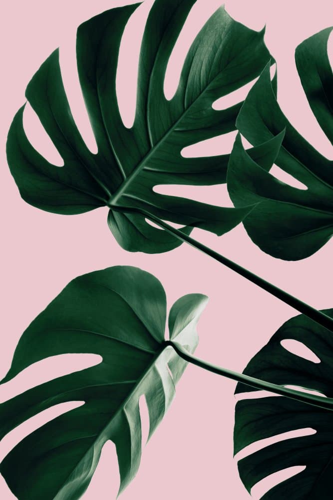 Tropical Monstera Leaves by Pictufy Studio III — canvas wall art