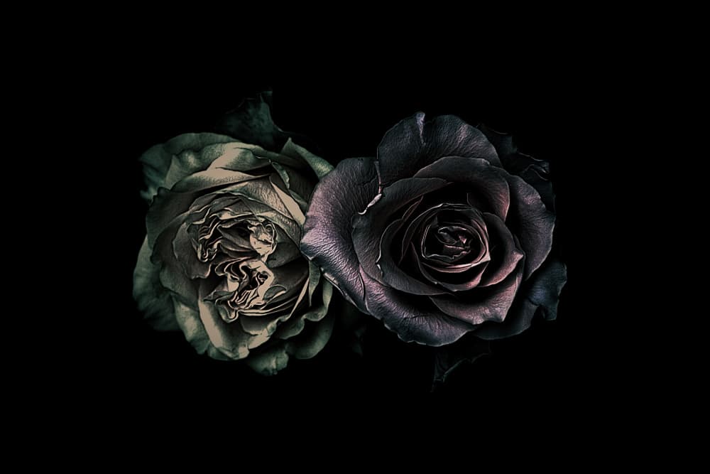 Moody Velvet Roses by Angel Julie — canvas wall art