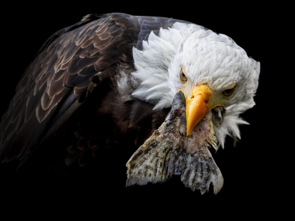 Bald Eagle Catch by Anchor Lee — canvas wall art