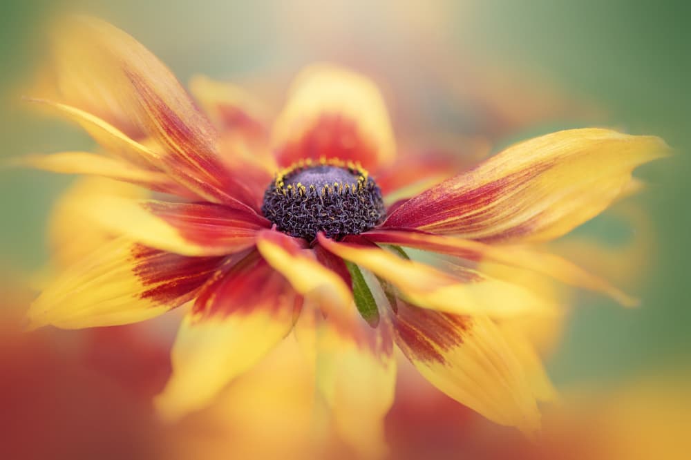 Golden Summer Bloom by Jacky Parker — canvas wall art