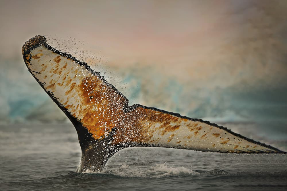 Powerful Whale Tail by Jennifer Lu — canvas wall art
