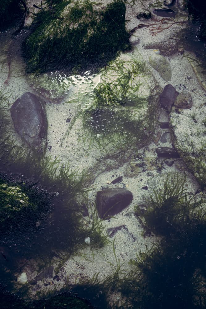 Clear Tide Pool by Aimee Giles — canvas wall art