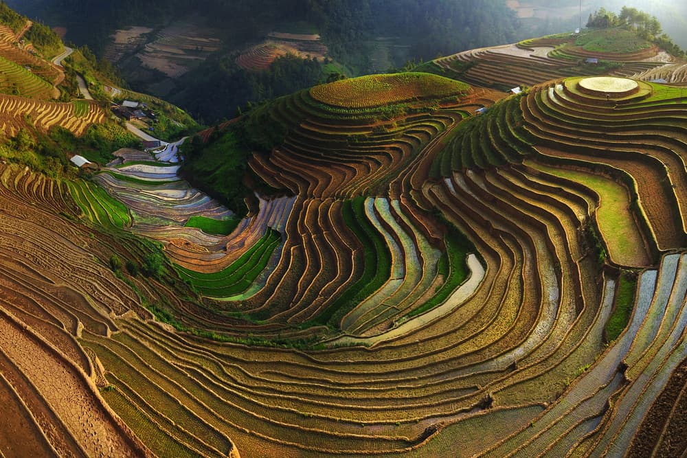 Terraced Rice Field Landscape by Phat Dao Tan — canvas wall art