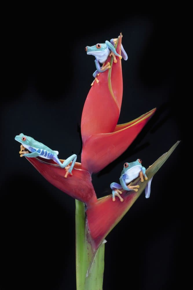 Vibrant Tropical Tree Frogs by Linda D Lester — canvas wall art