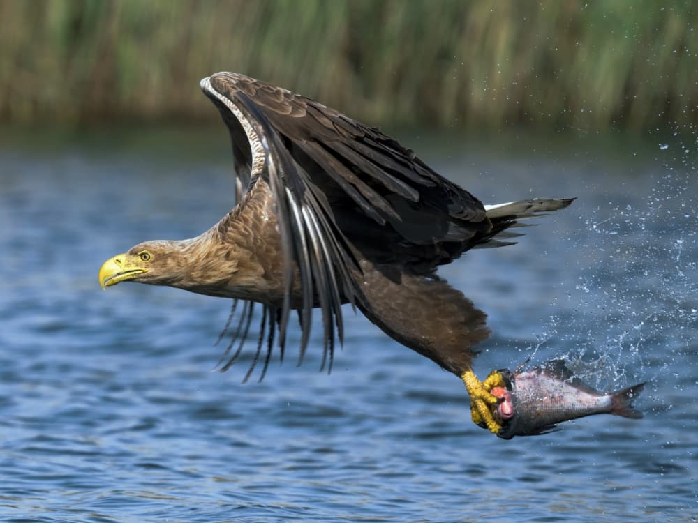 Majestic Eagle Catch by Piotr Wrobel — canvas wall art