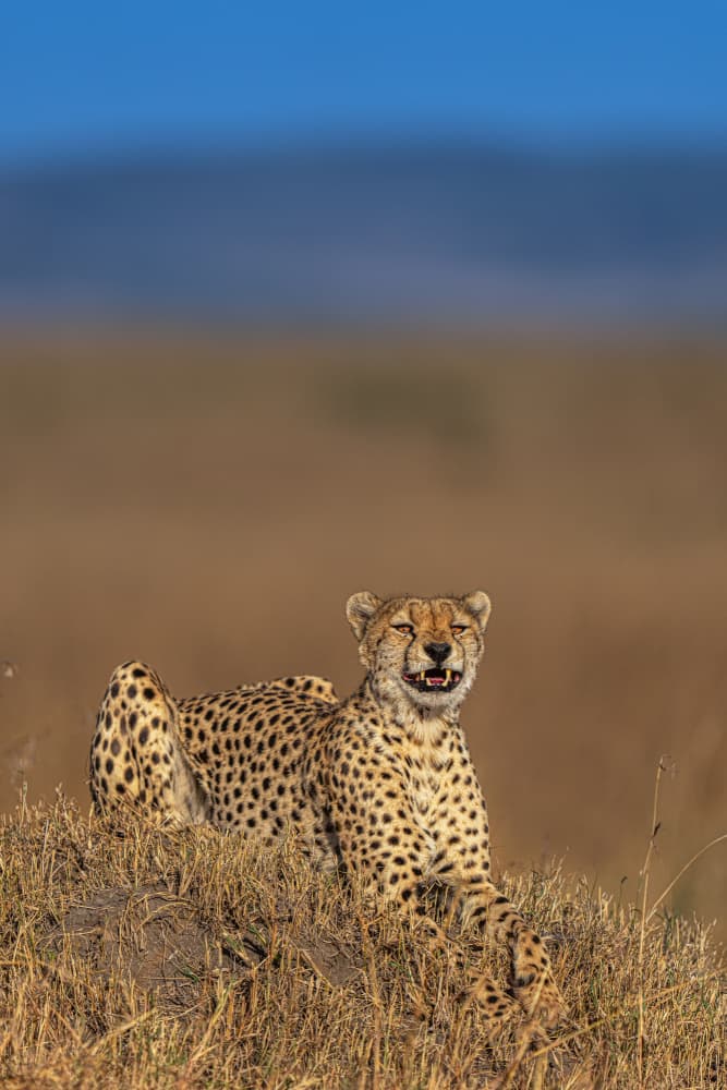 Cheetah In Golden Savanna by Yogesh Bhatia — canvas wall art