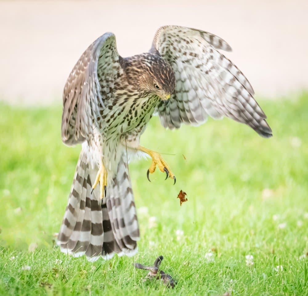 Hawk Catches Prey by Qing Li — canvas wall art