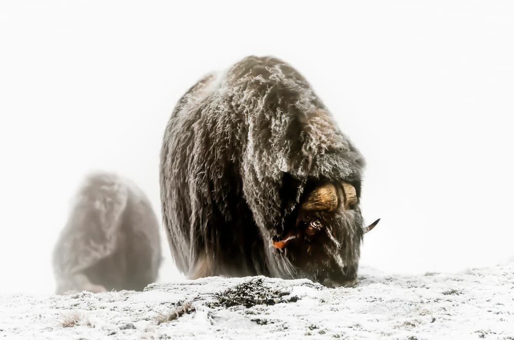 Muskox in Arctic Snow by Giuseppe DAmico — canvas wall art