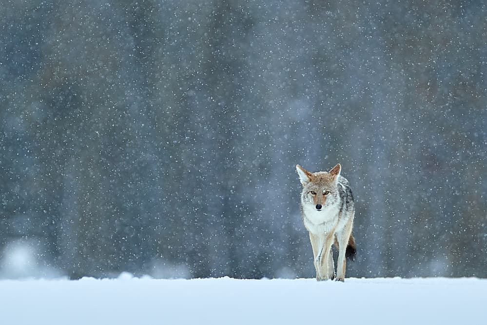 Coyote In Snowfall by Peter Hudson — canvas wall art