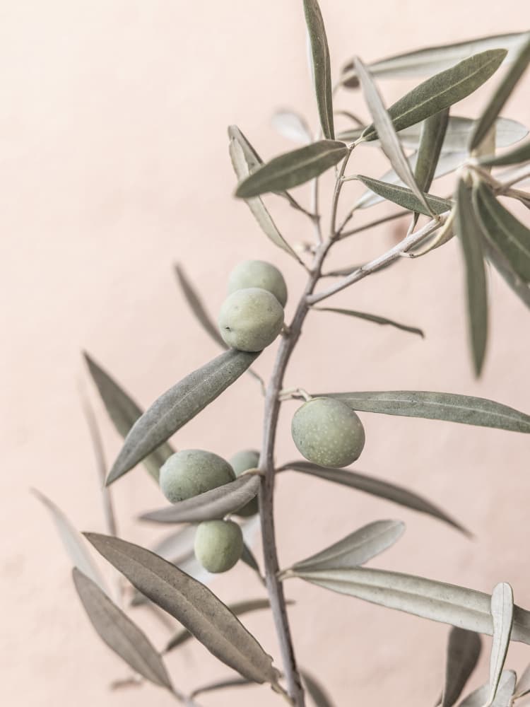 Olives by Kathrin Pienaar — canvas wall art