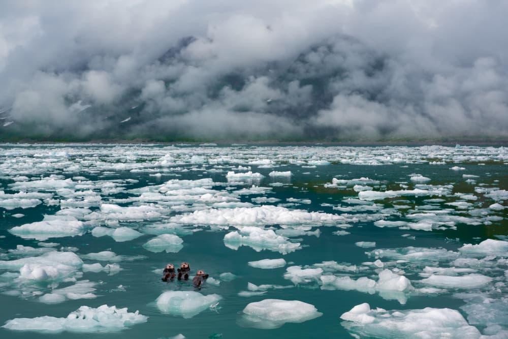 Sea Otters and Glacial Ice by Sophia Li — canvas wall art