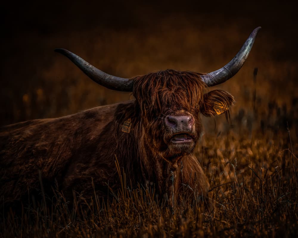 Highland Cow Portrait by Andreas Agazzi — canvas wall art
