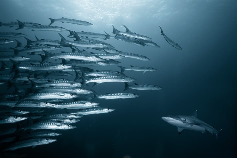 Shark And Barracuda School by Andrey Narchuk — canvas wall art