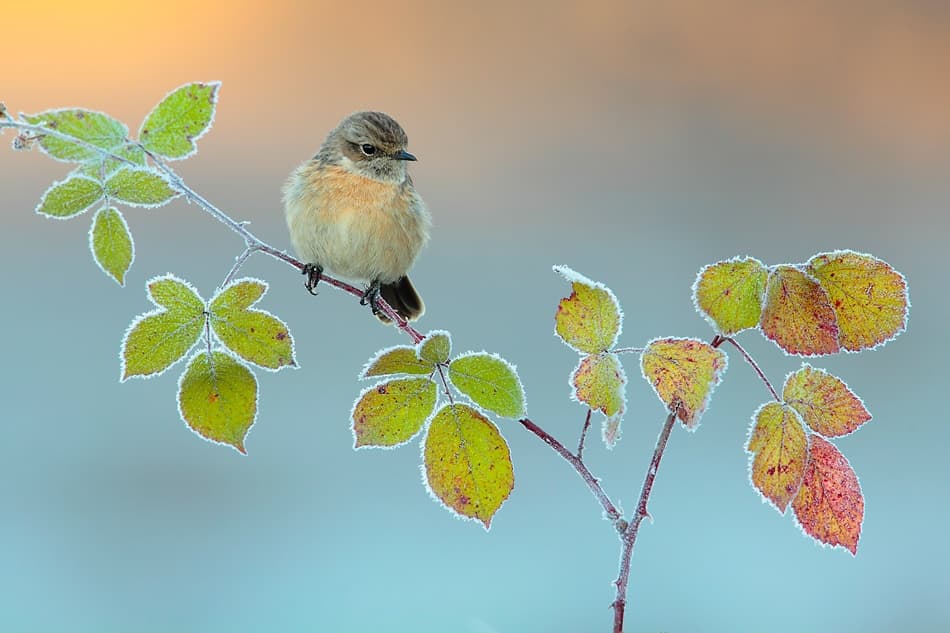 A Small Bird on Frosted Leaves by Andres Miguel Dominguez — canvas wall art